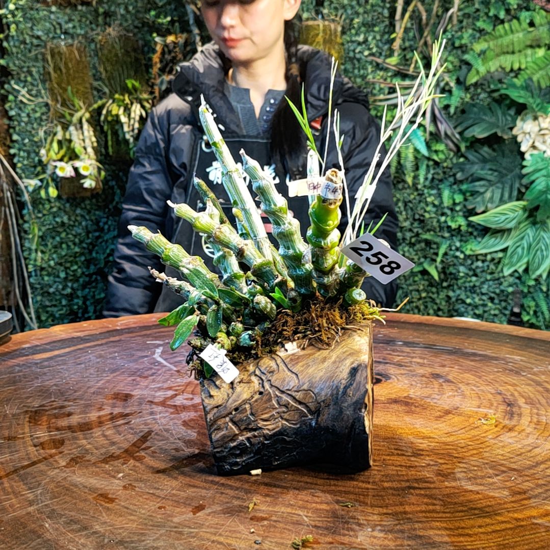 【闪购商品】258肿节，香水，喉红花