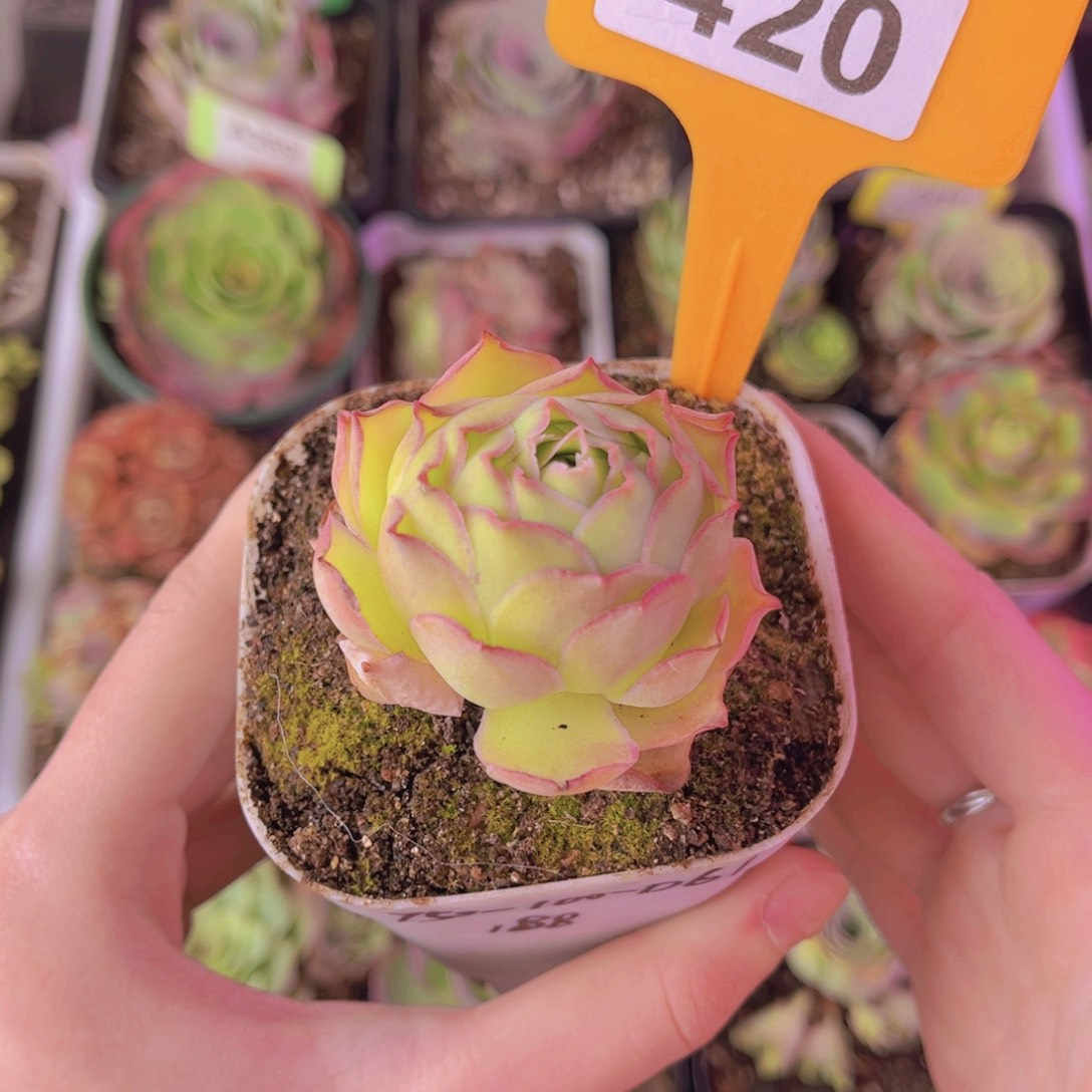 瑾***甜单品一物一拍420号