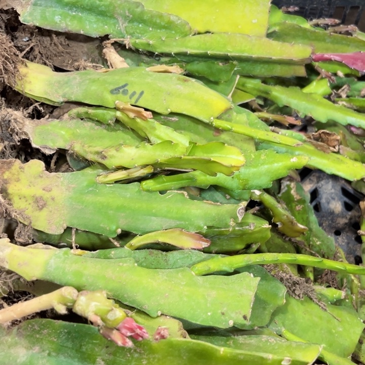 当前无花栽培后可以开花150