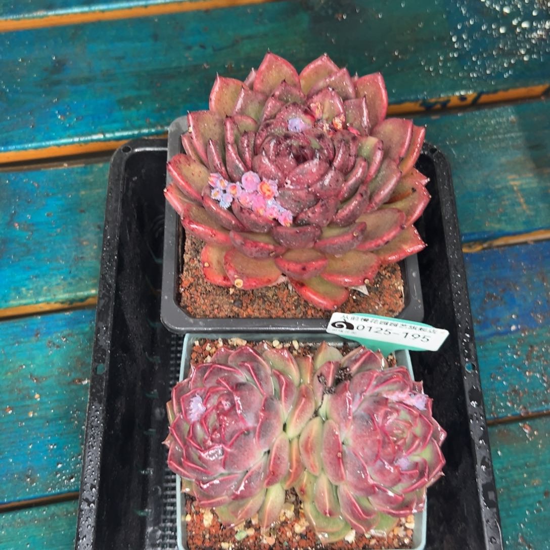 多肉一物一拍编号0125-195