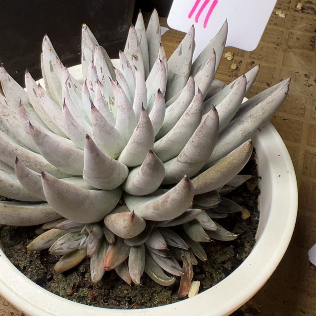 心***情111号魔抓多肉植物111