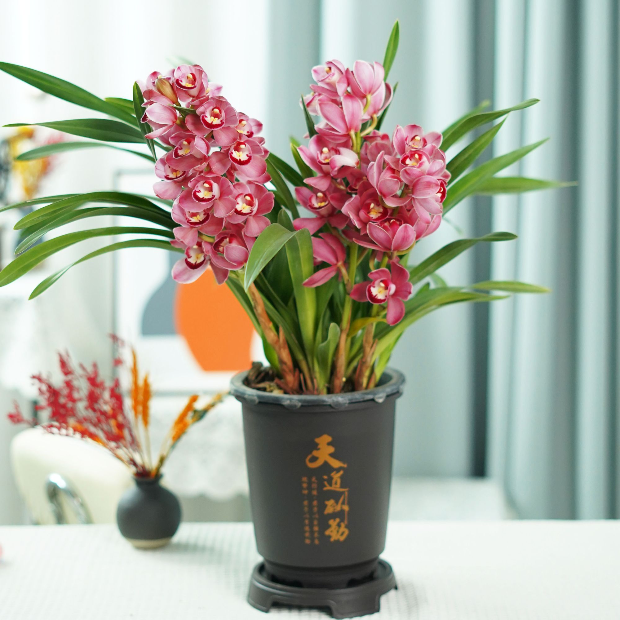 【红宝石2-3支花剑】大花蕙兰年宵花带花苞国风圆盆室内外好养