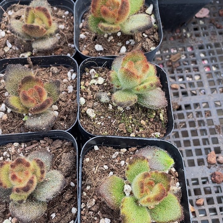 泰迪熊带盆土发过