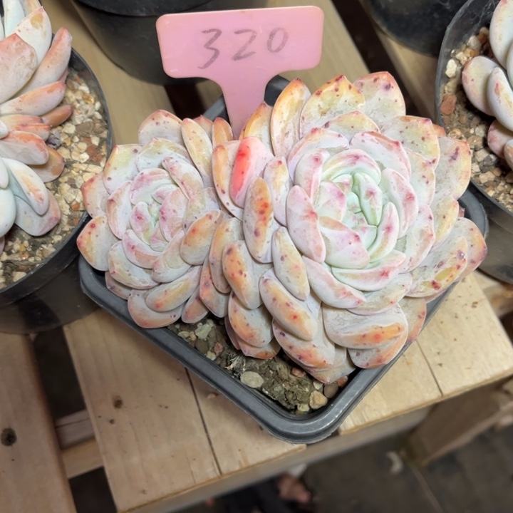芒**子橙梦露多肉植物320