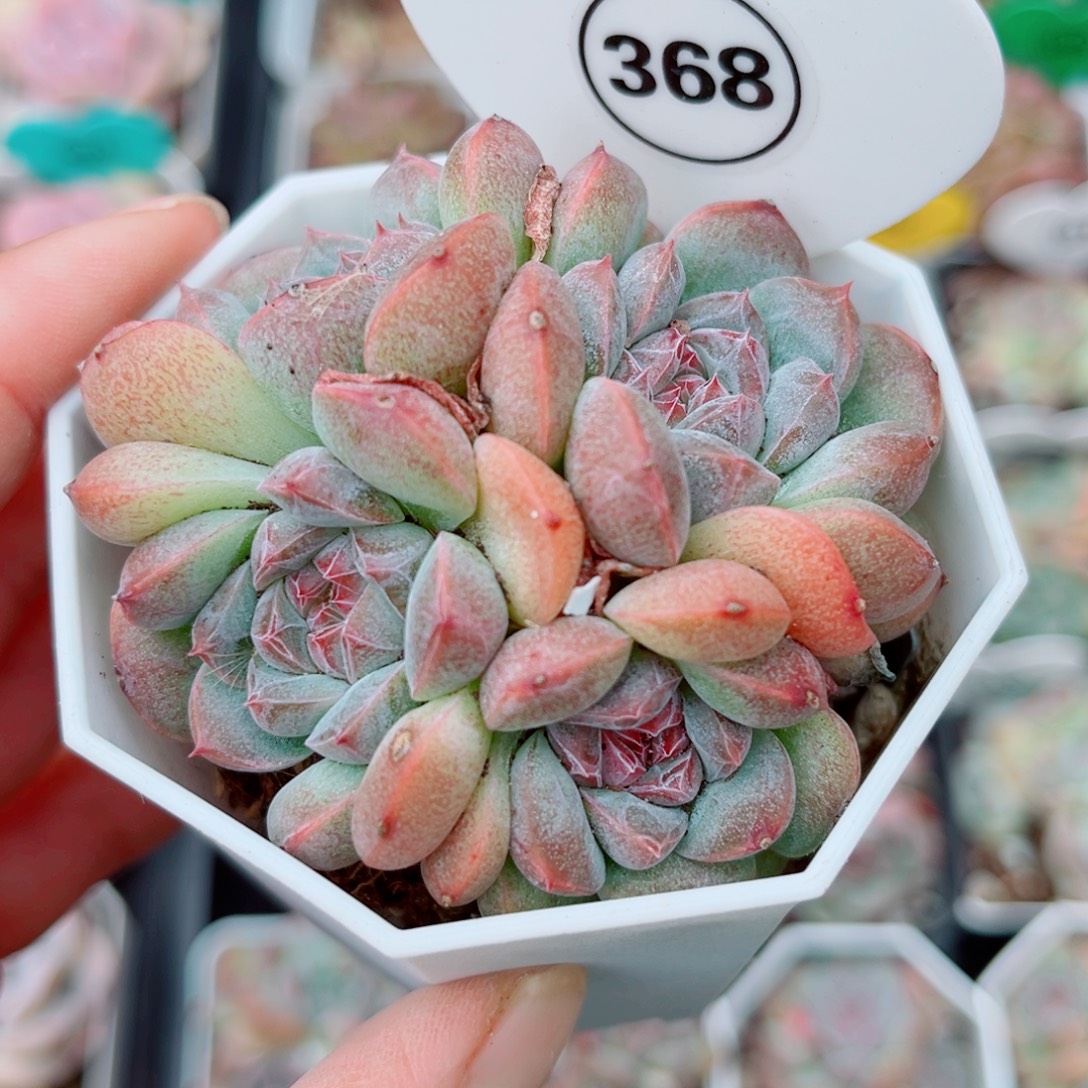 368号小老桩珍妮群
