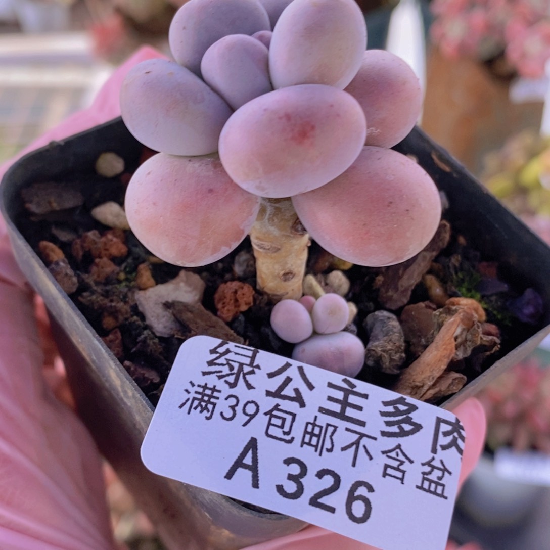 芭比奶洛单头326多肉植物