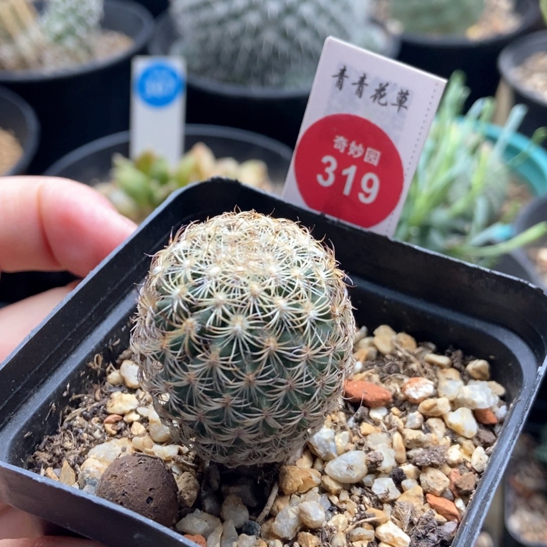 实生伊莎贝拉娇丽3cm