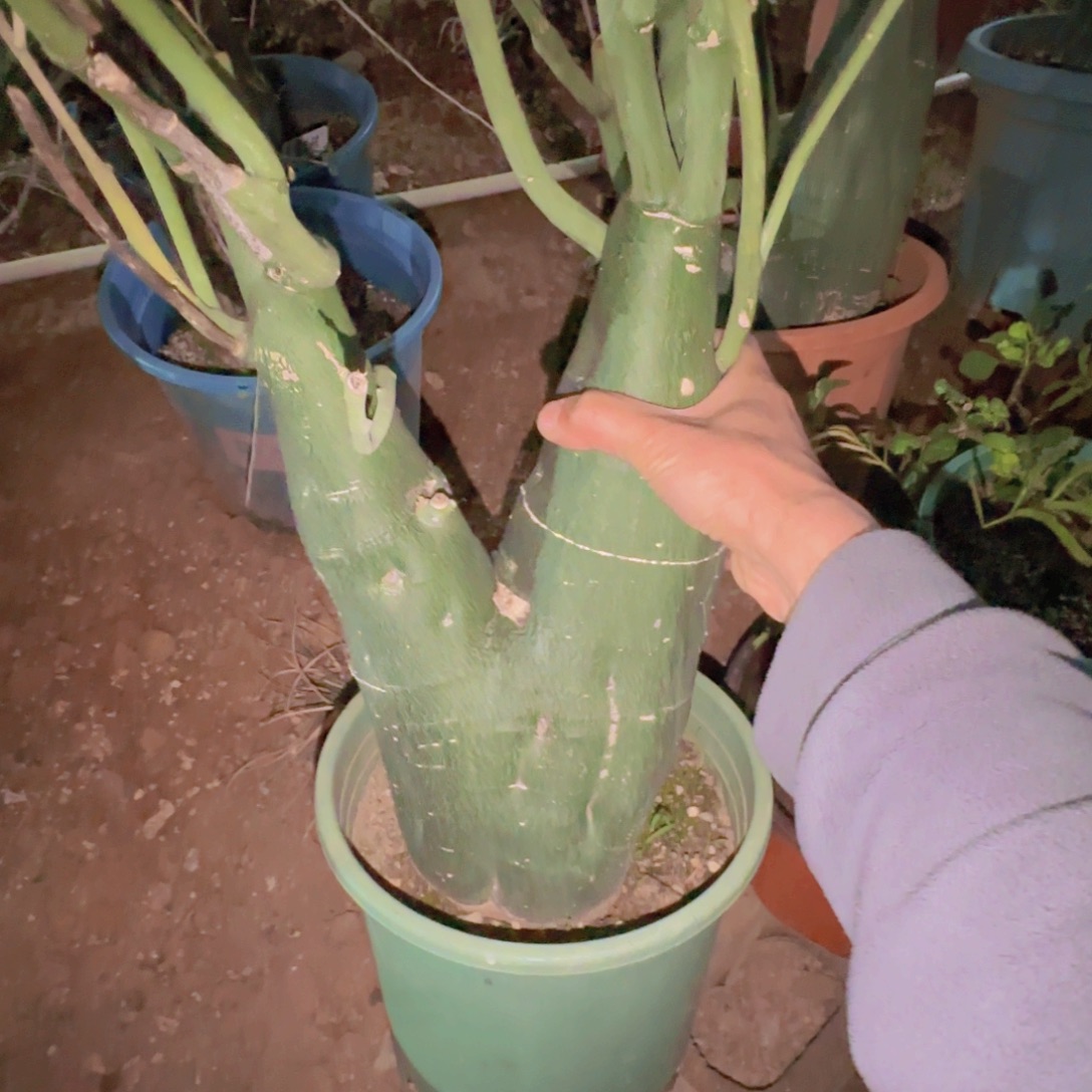 钢***炮块根植物块根植物