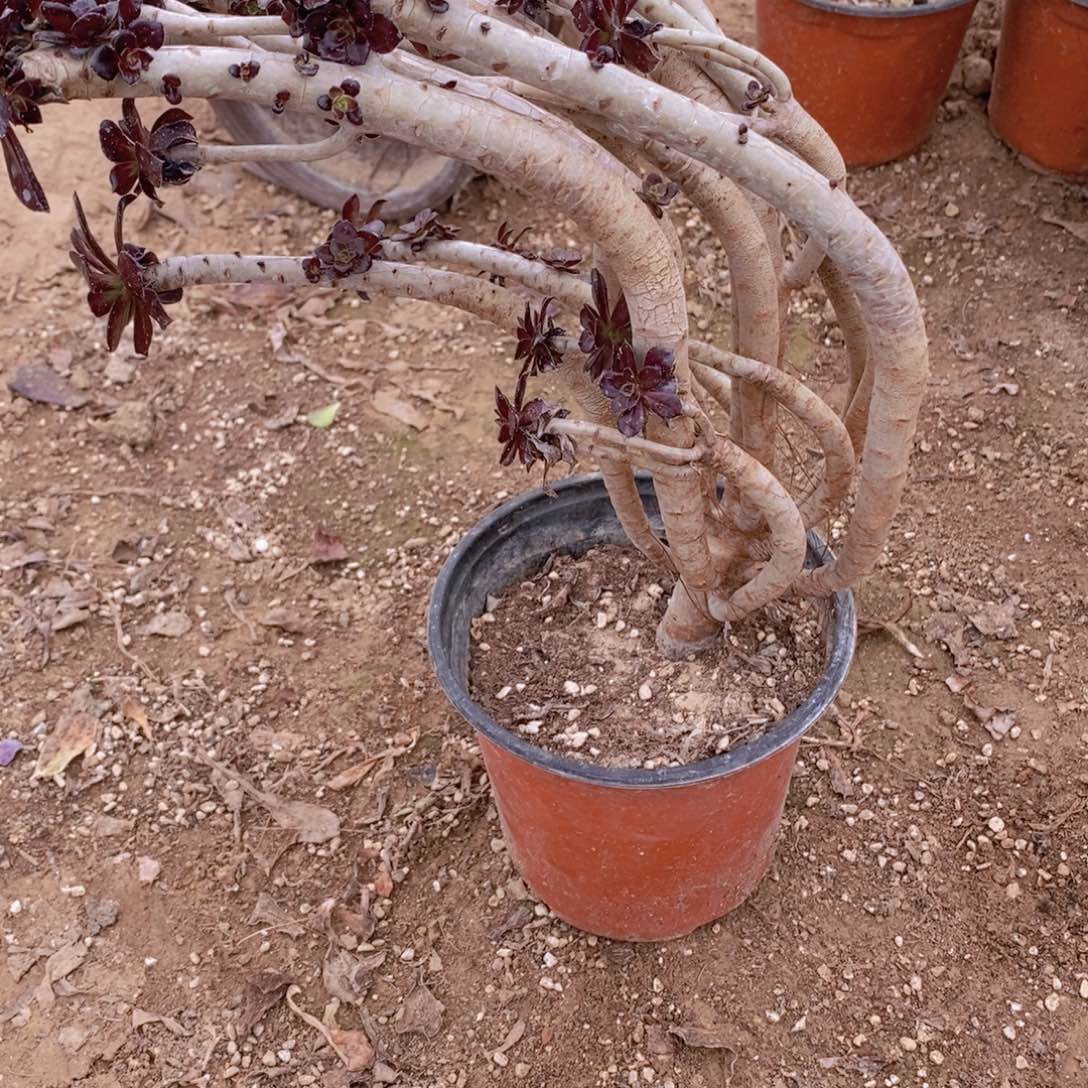 790 号一物一拍多肉植物