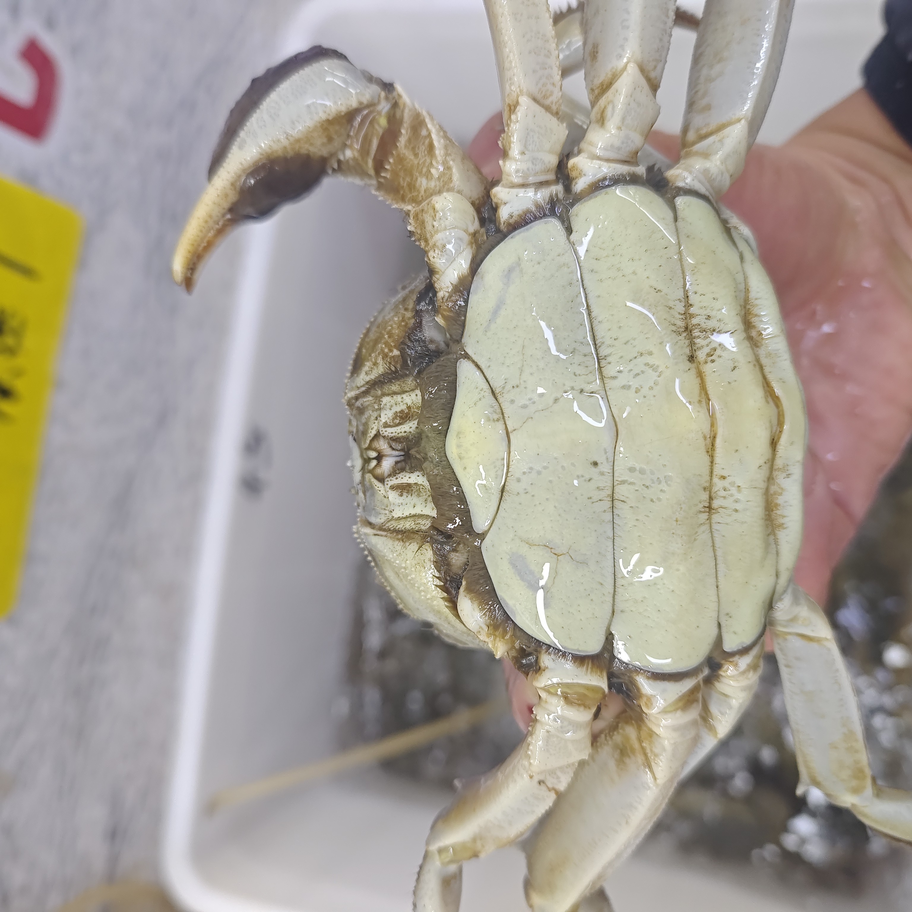 【活蟹】特价江苏精品母蟹（2.9-3.1两）1只