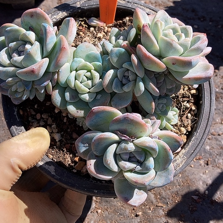 176 一物一拍不退不换