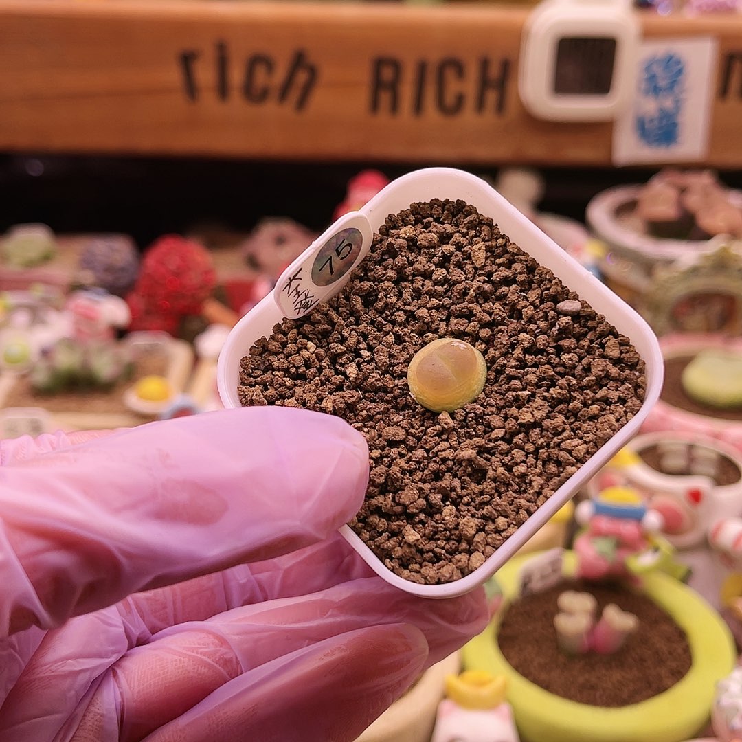 75号三年半以上大王登