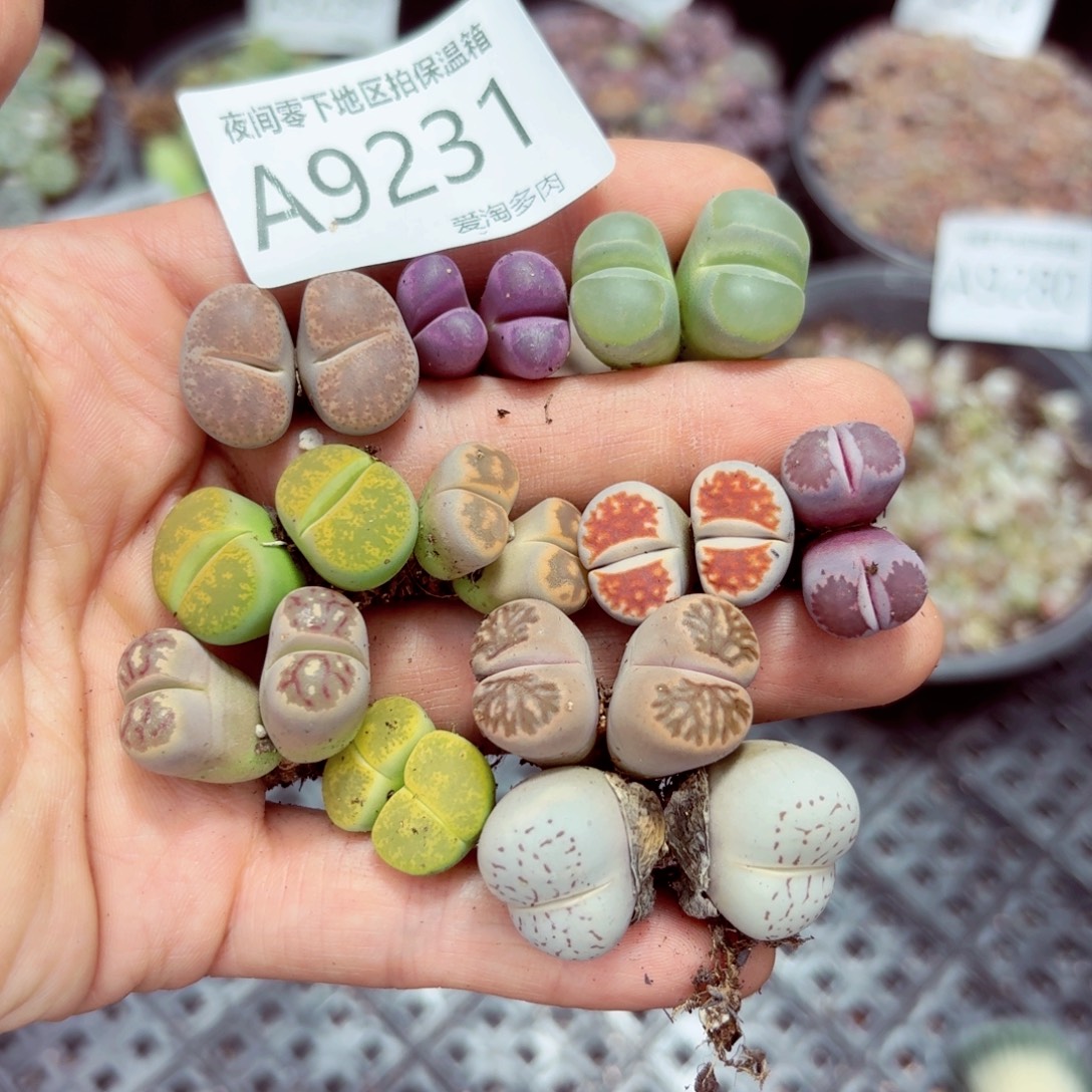 9231––零下地区需拍保温箱