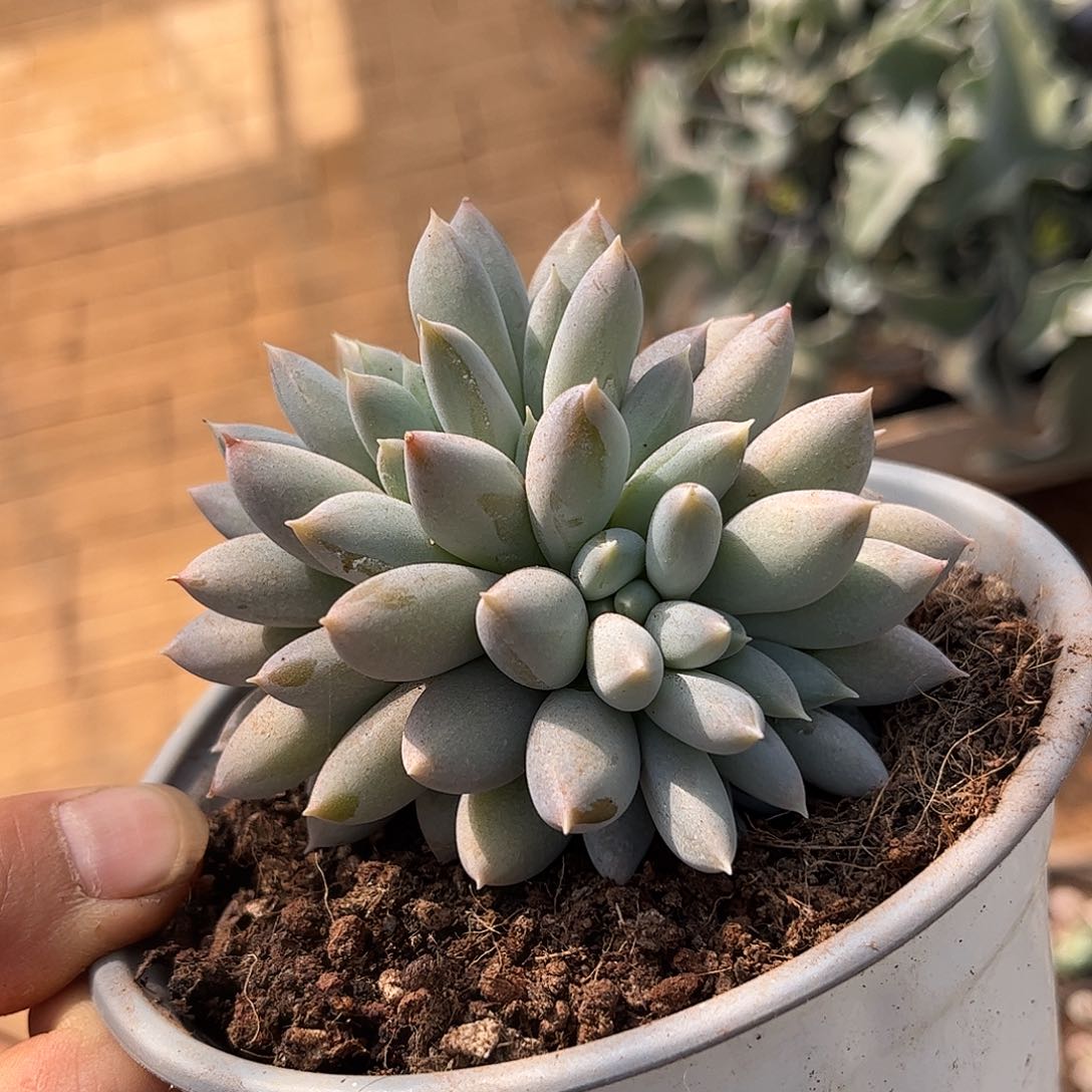 寄养链接的肉肉的