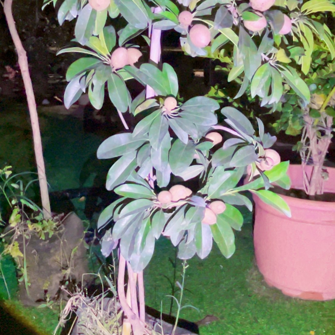 222222我的小可爱们都好棒啊打脸