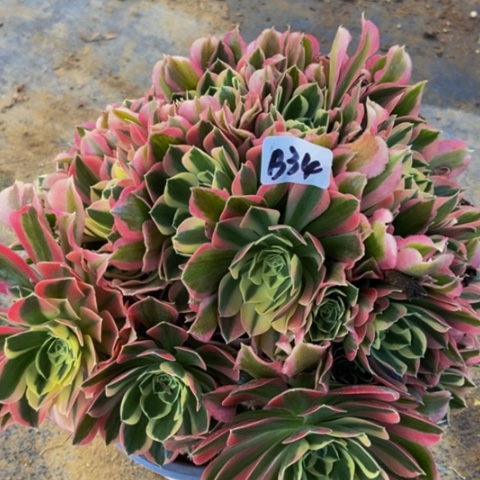 白凤多肉老庄法师34多肉不包断