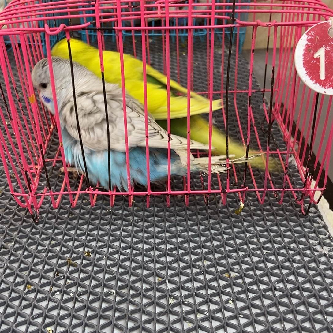 ℳ***）虎皮鹦鹉虎皮鹦鹉