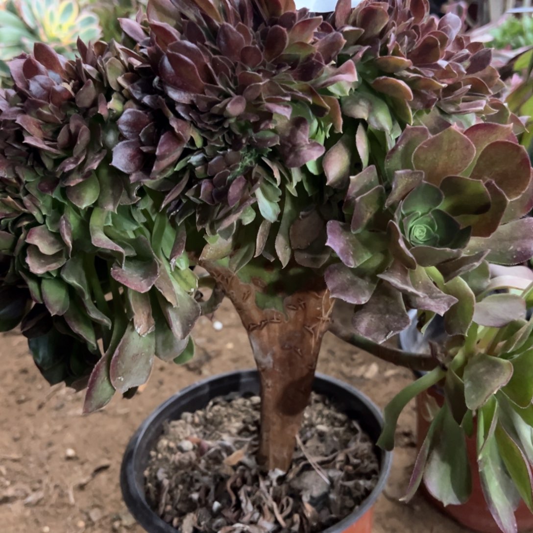 615号万坠化多肉植物