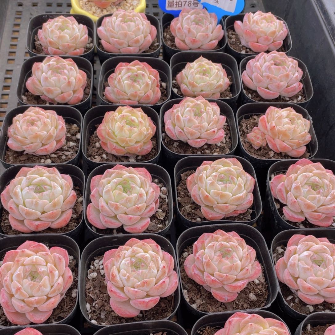 量拍78号 钻石粉冰魄单头2个