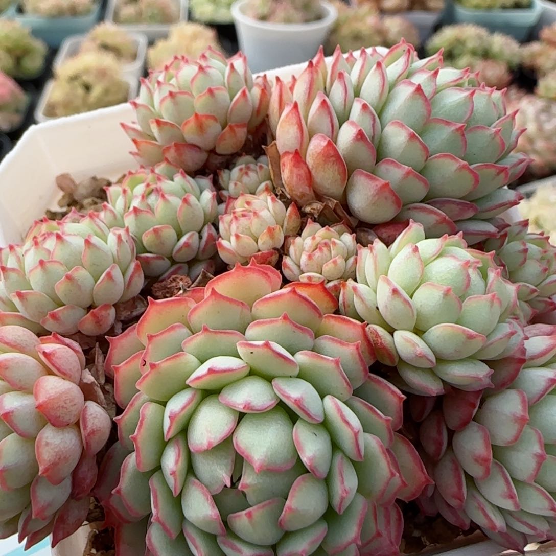 花语逸境0113-53小红唇