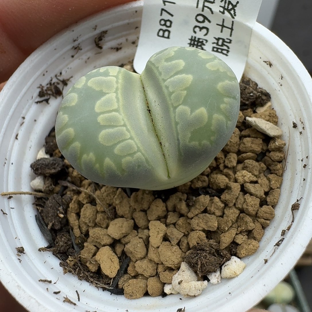 871多肉给哈哈哈哈哈