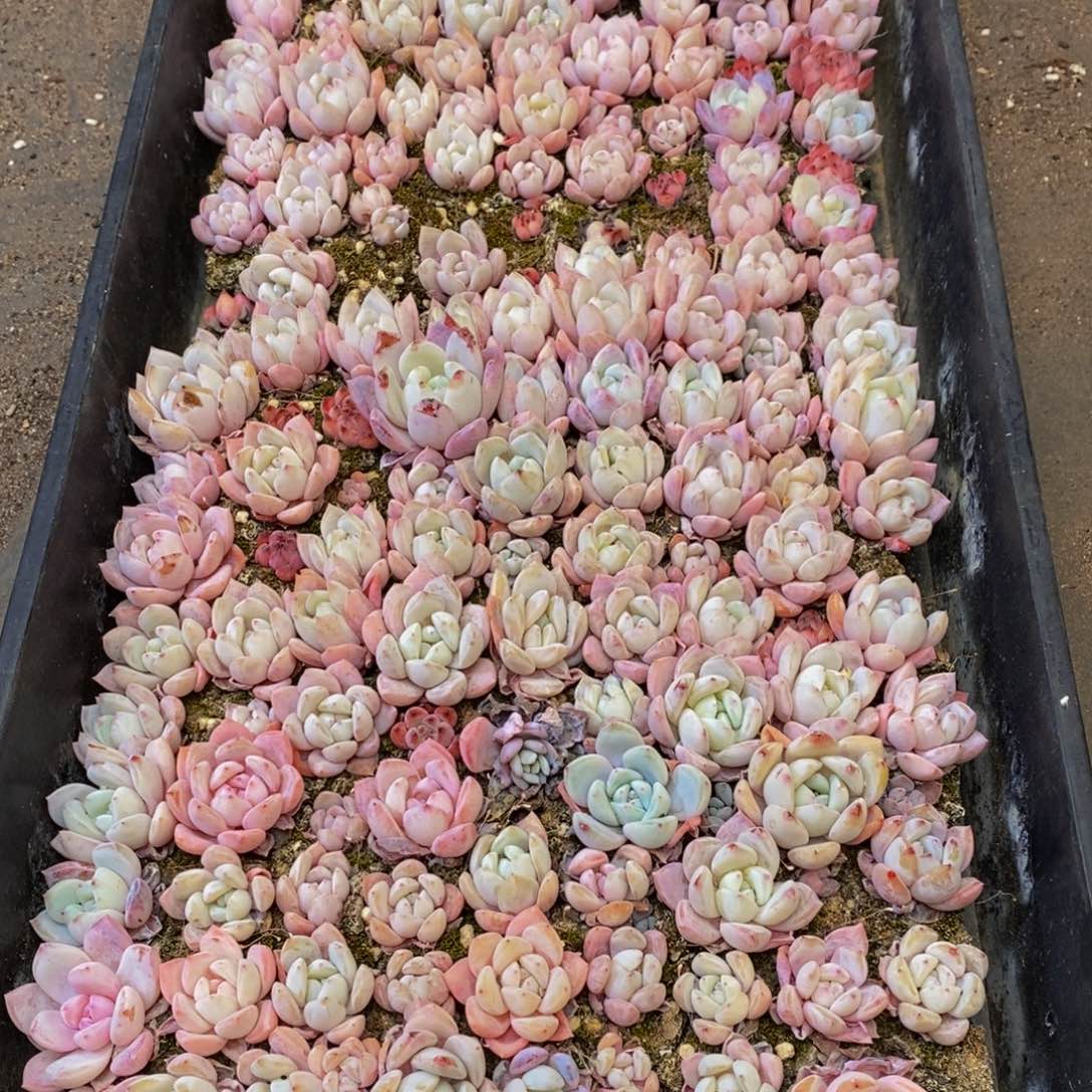 429多肉植物保护研究所所长