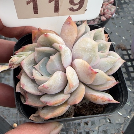 119非欧娜一物一拍多肉