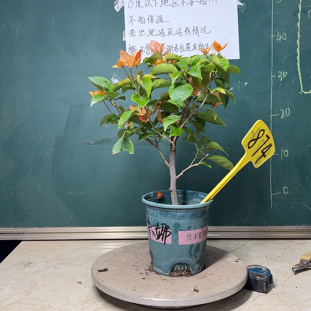 完全开放 福利 阿朱娜  874
