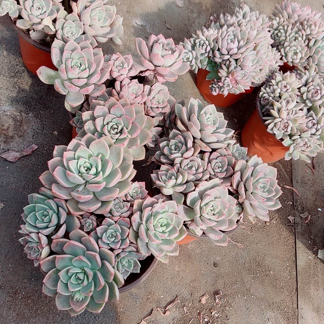 红粉佳人多头群生精品特价