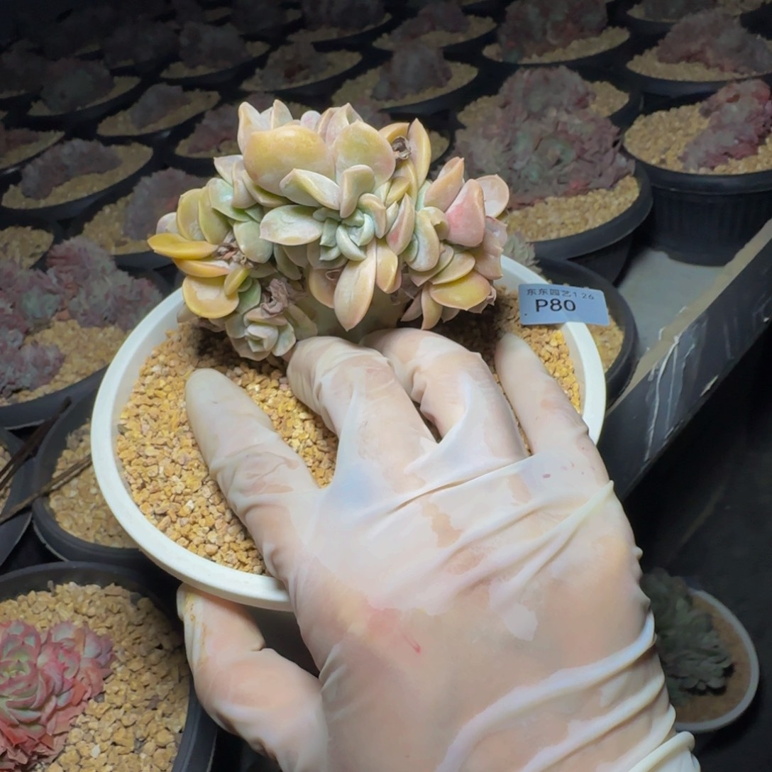 p p p p p p p p 80