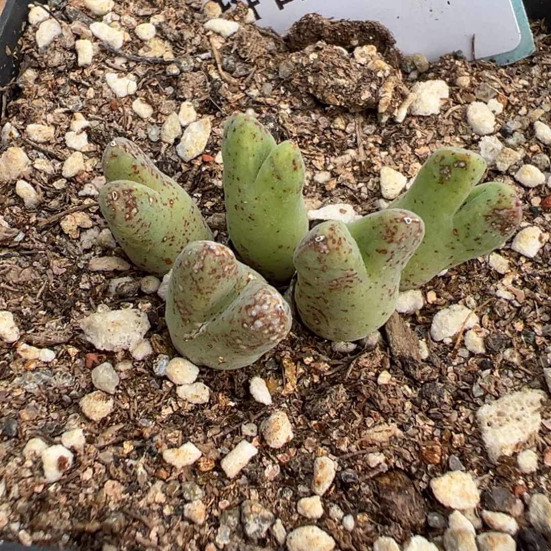 6-73肉锥多肉植物，