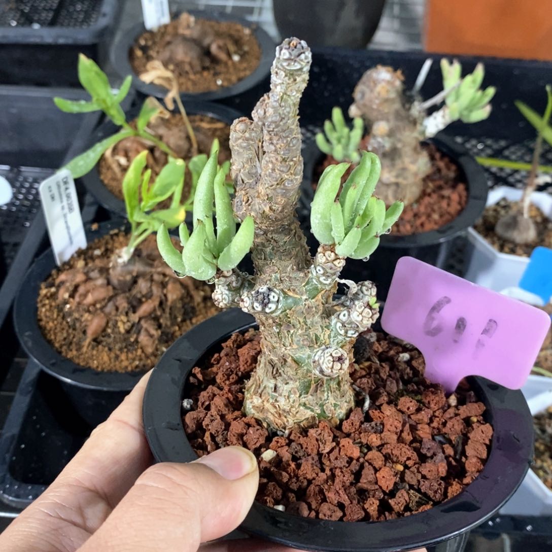 白象多肉植物产地