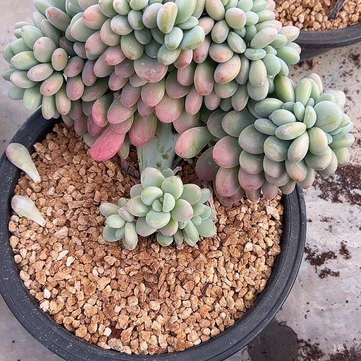 洛神群生缀化多肉