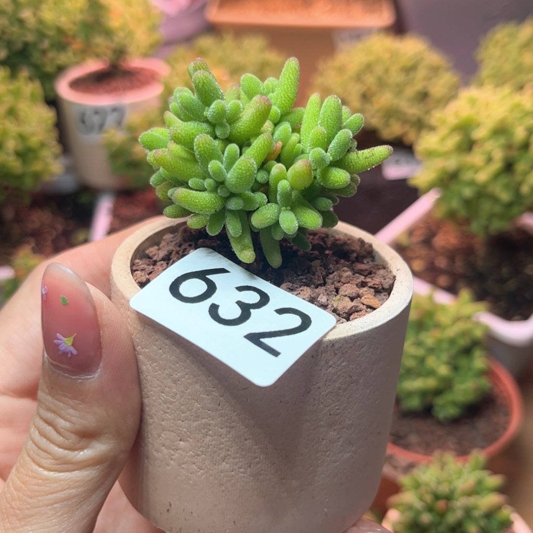 632蜜桔可爱多肉植物