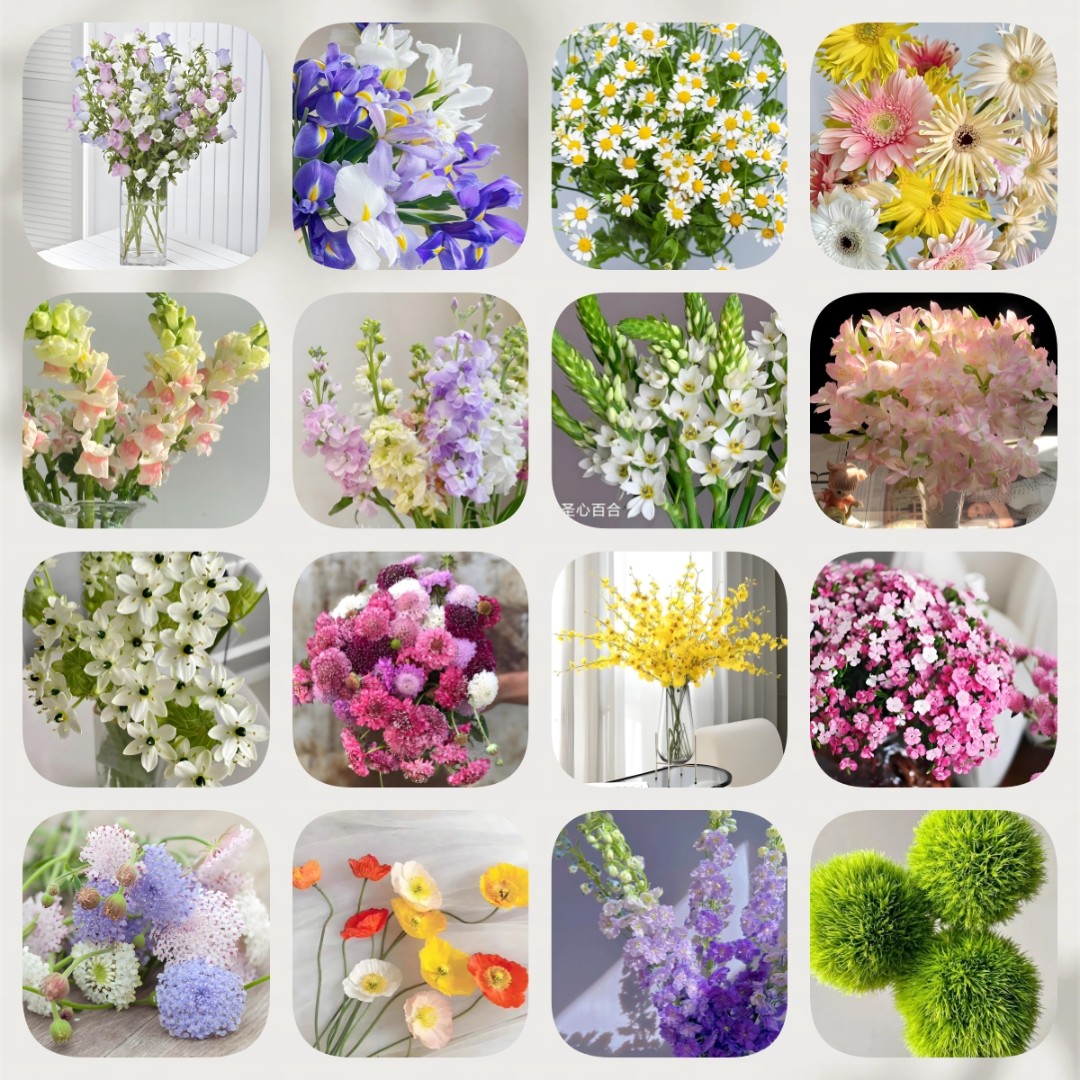 【沈阳鑫悦花坊鲜切花】草花
