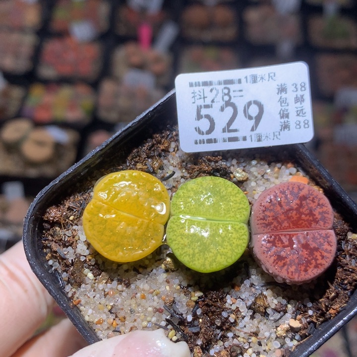 精品生石花28.529