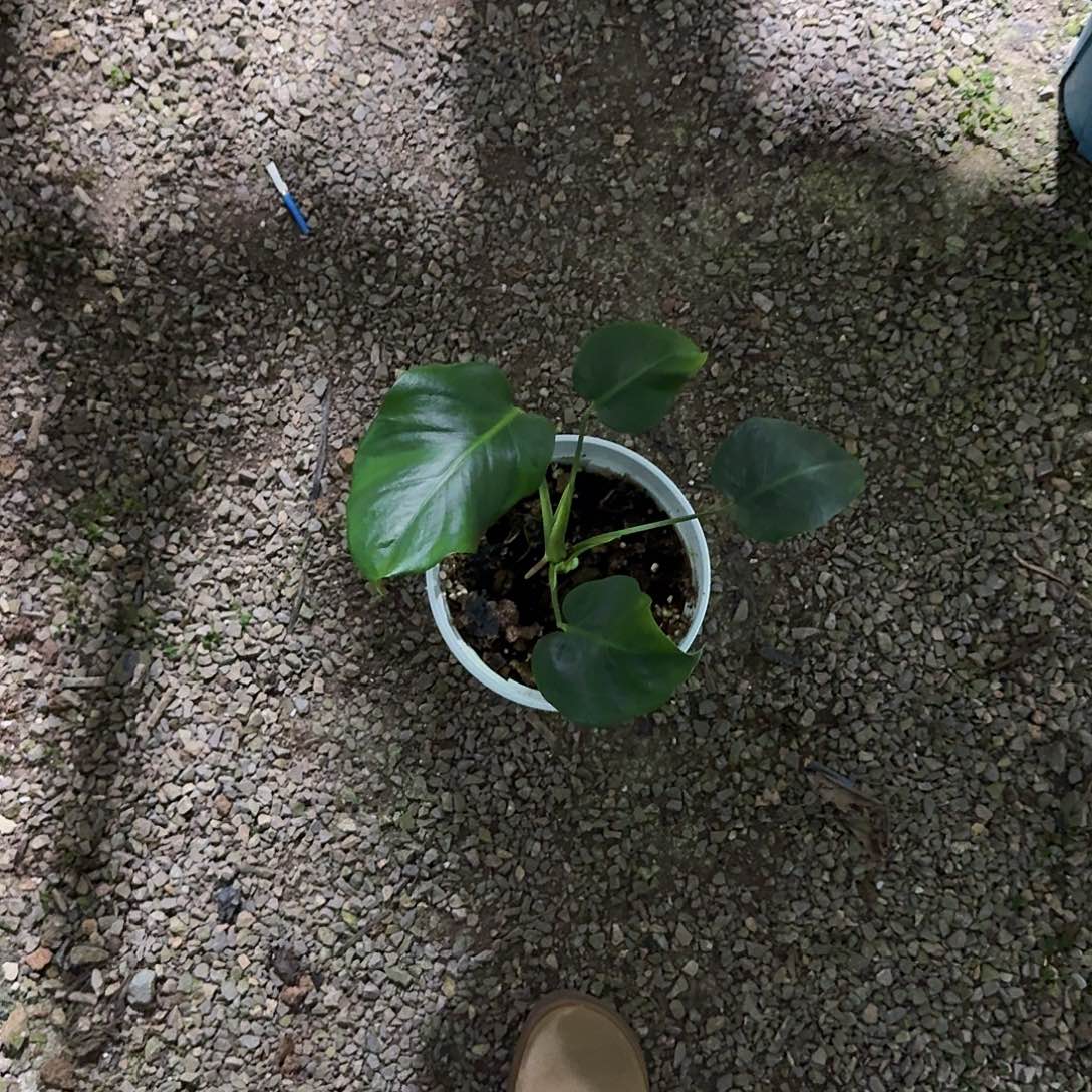 分***？无花朵龟背竹一物一拍