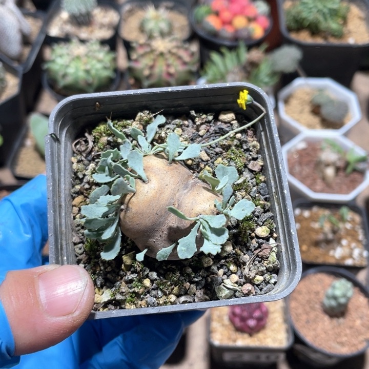 879产地格加厚墩菊