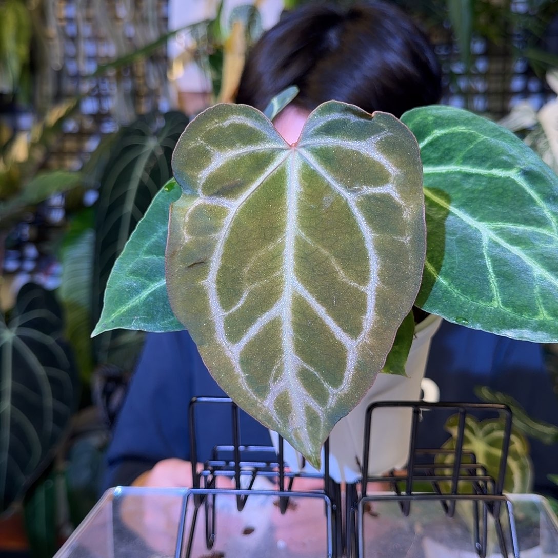 完全开放I14 粉脉蝴蝶