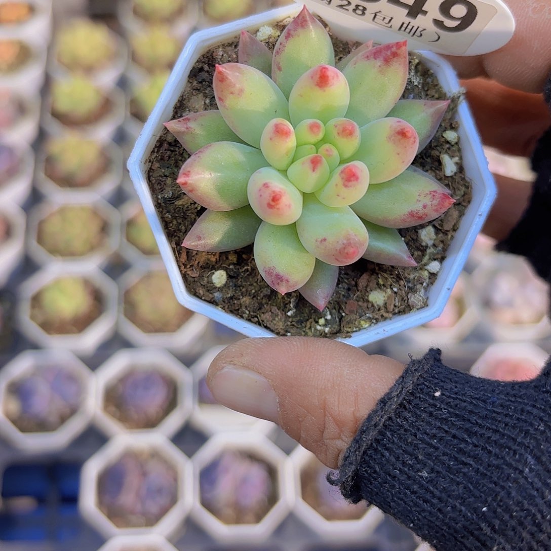 盛***和C849虞美人一物一拍