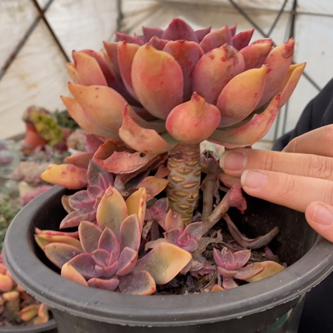 紫气东来大单头带仔，230杯