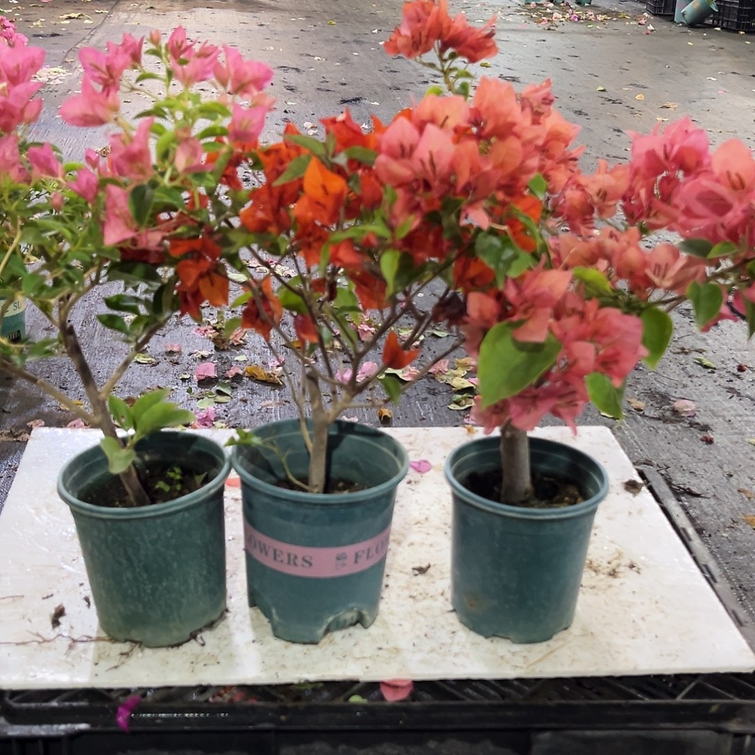 完全开放卡亚塔，红桑巴，不甜西瓜