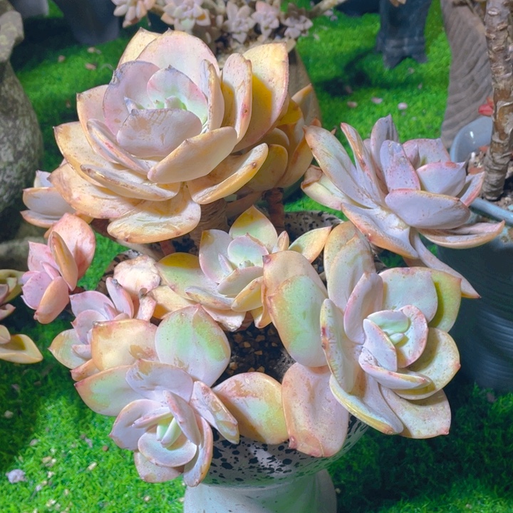 念***王谢谢你的支持000000088