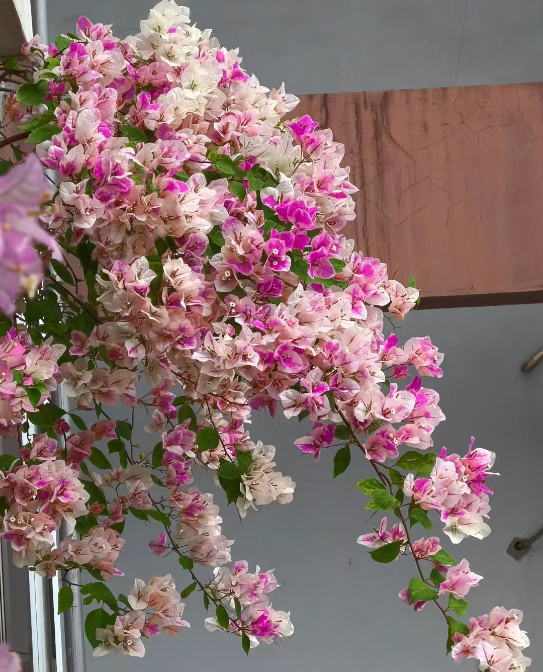 老【大漳红缨】室内室外种植好养易活爬藤盆栽花卉--单盆