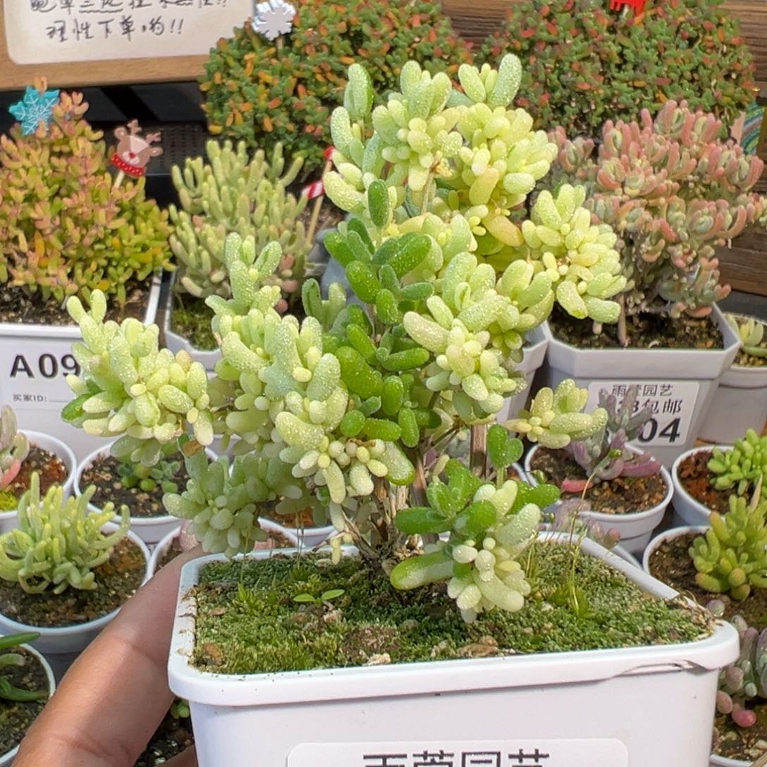 23-088枝干番杏米粒锦阴阳锦+拉丝锦