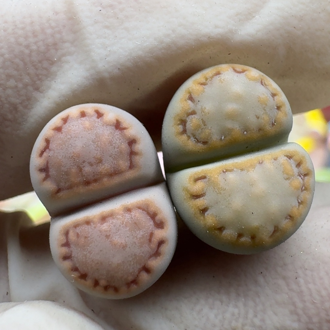 不***～1126-034黄绿饼干