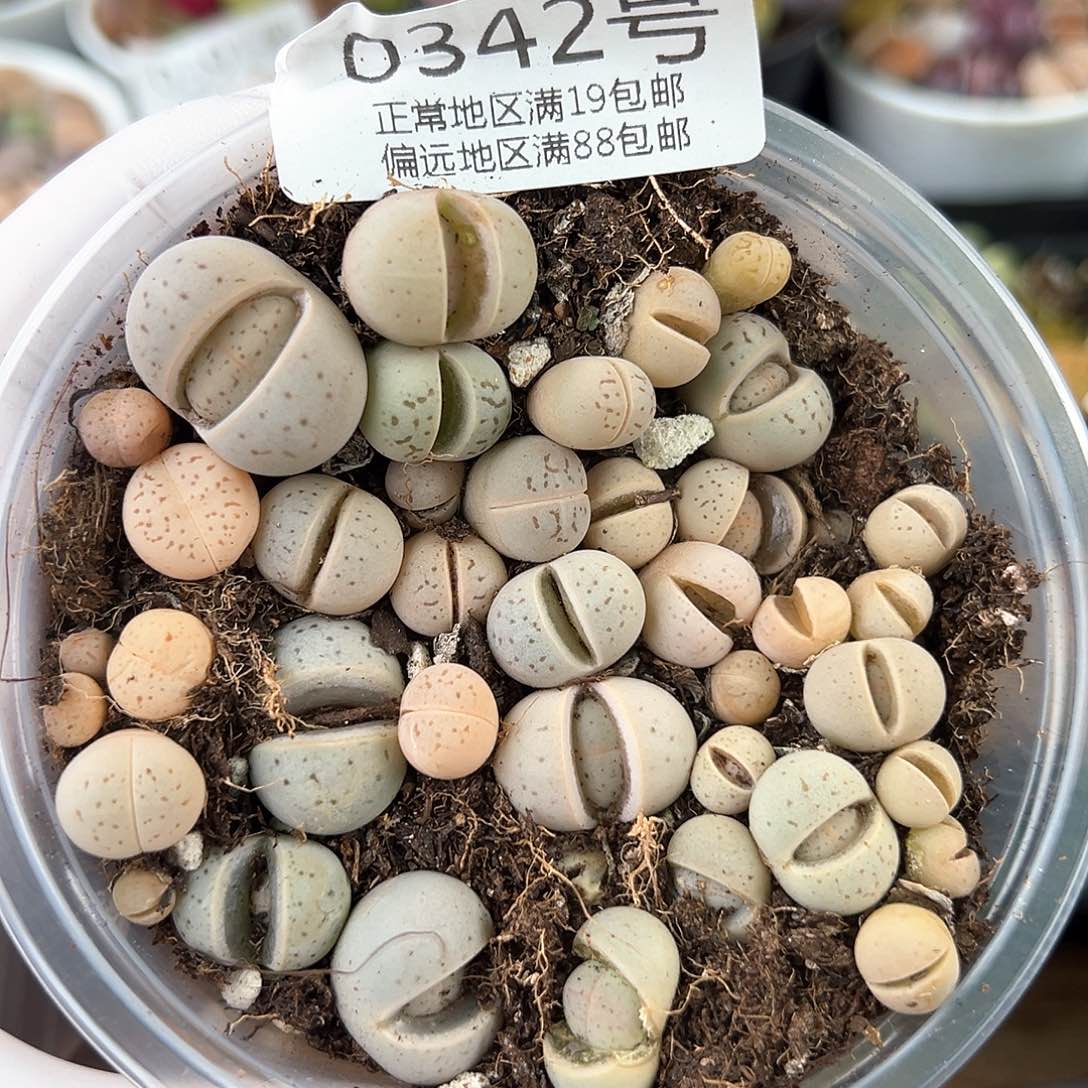 好养易活生石花大母本0342