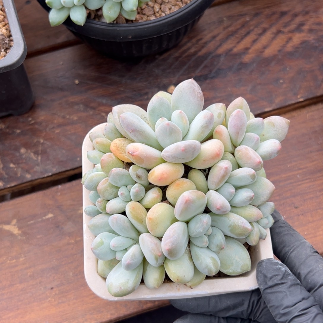 无花朵香水1111111111111