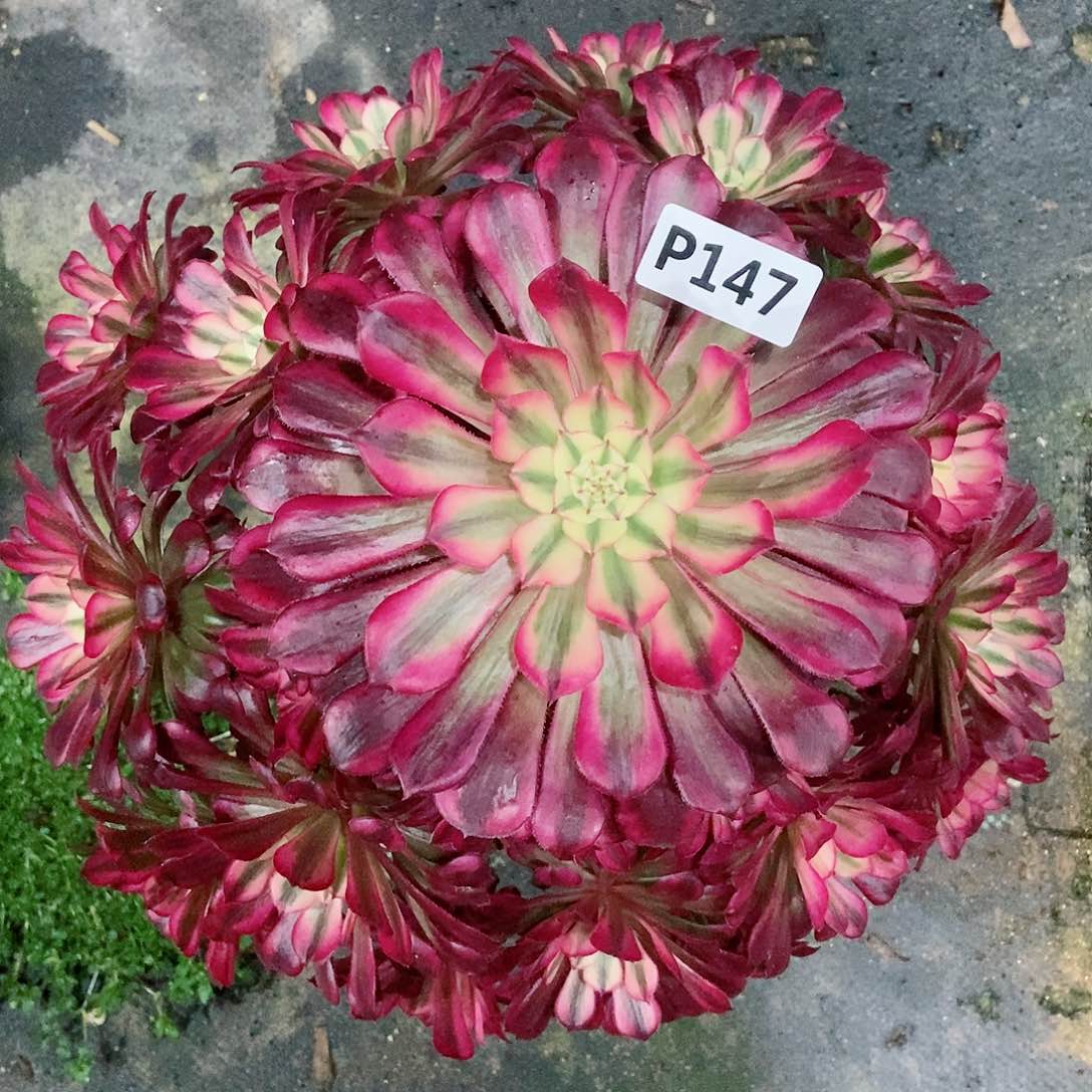 红陶147红铜白3多肉