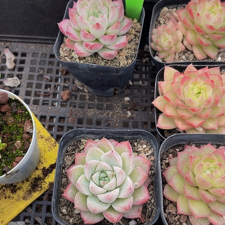 白女王带盆土发货